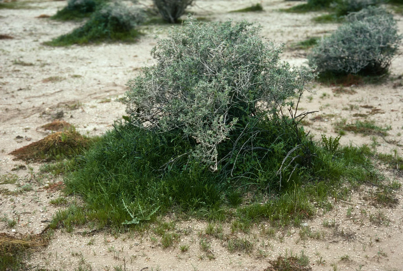 Ambrosia dumosa and annuals, Borrego Valley