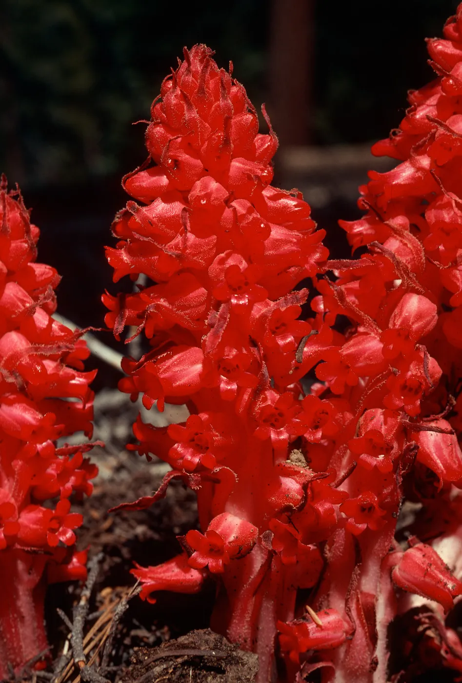 Sarcodes sanguinea, Sherman Pass, Tulare County