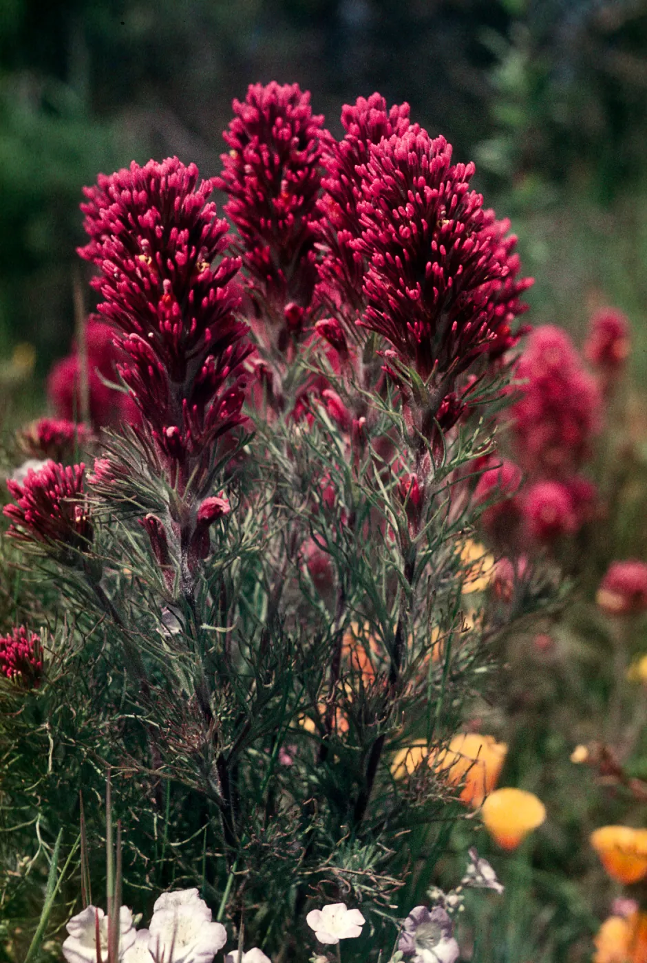 Orthocarpus purpuraceus, Castilleja exserta, Nipomo Mesa, San Luis Obispo County