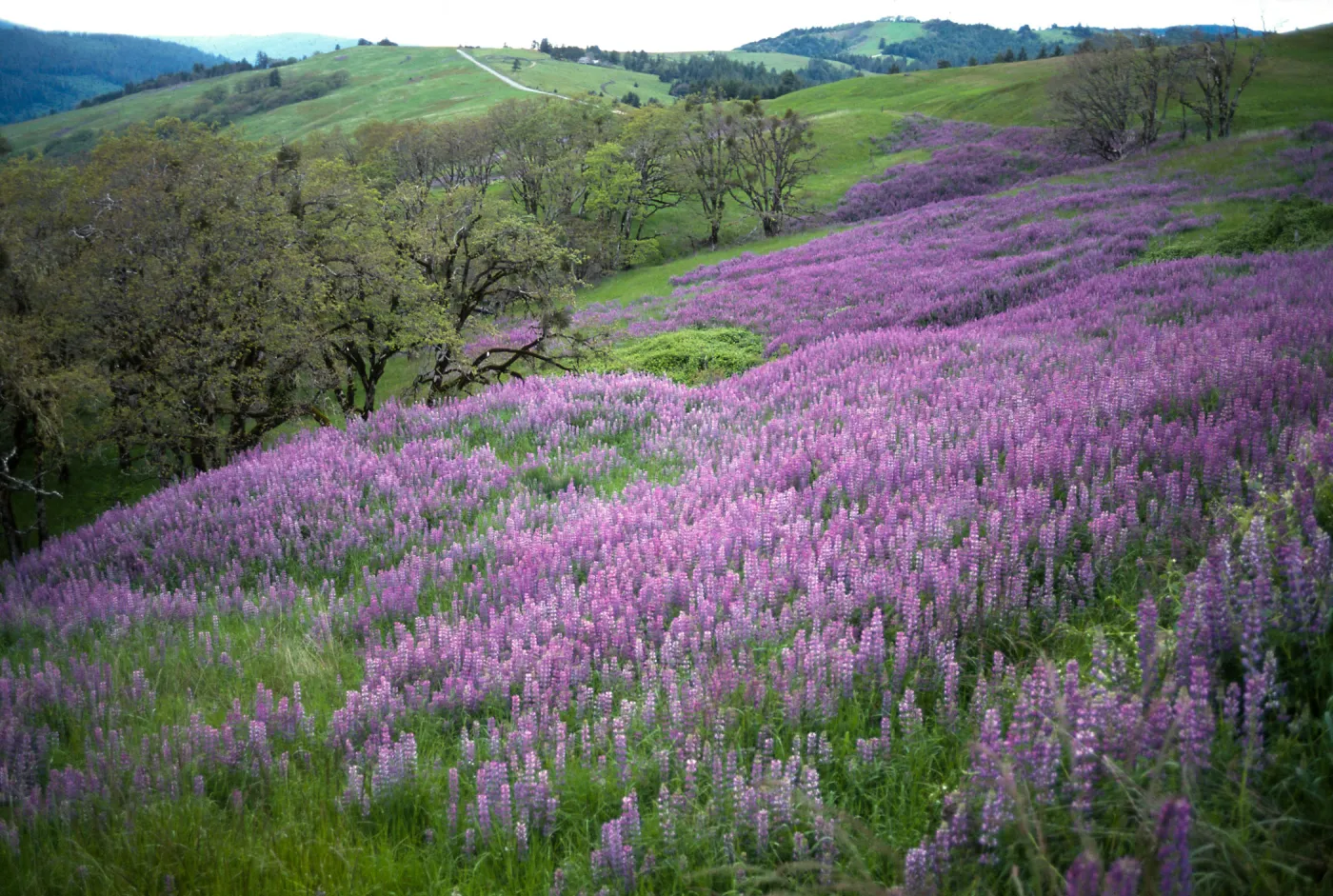 Coastal Prairie: Quercus garryana, Lupinus polyphylus (Lupine)?, Humboldt-Del Norte, May, Bald Hills Road, Redwood National Park, Humboldt County
