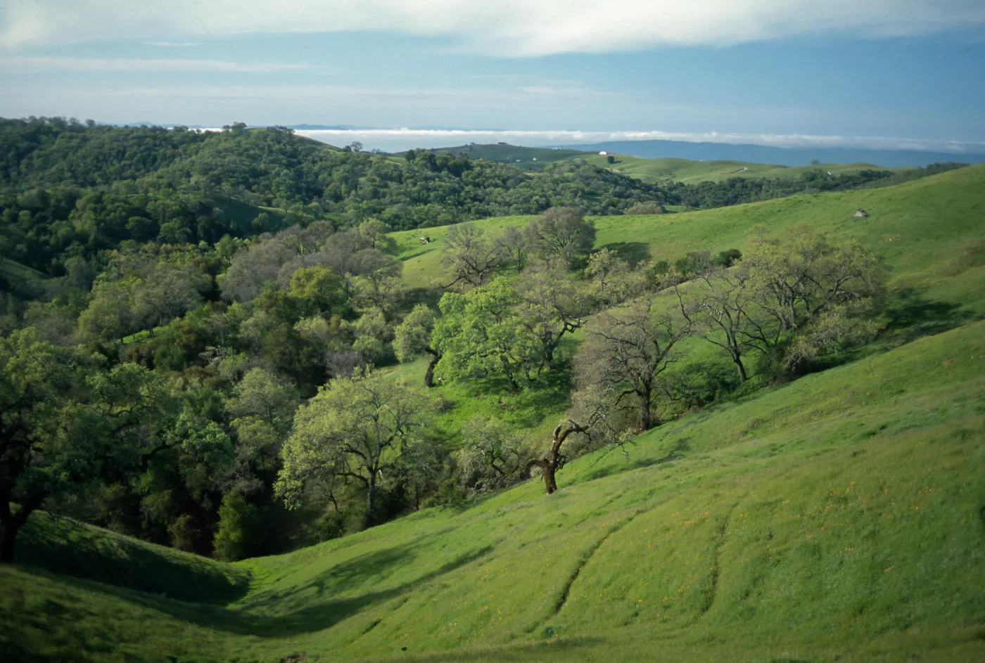 Hills, W of Henry Coe State Park, Santa Clara and Stanislaus County