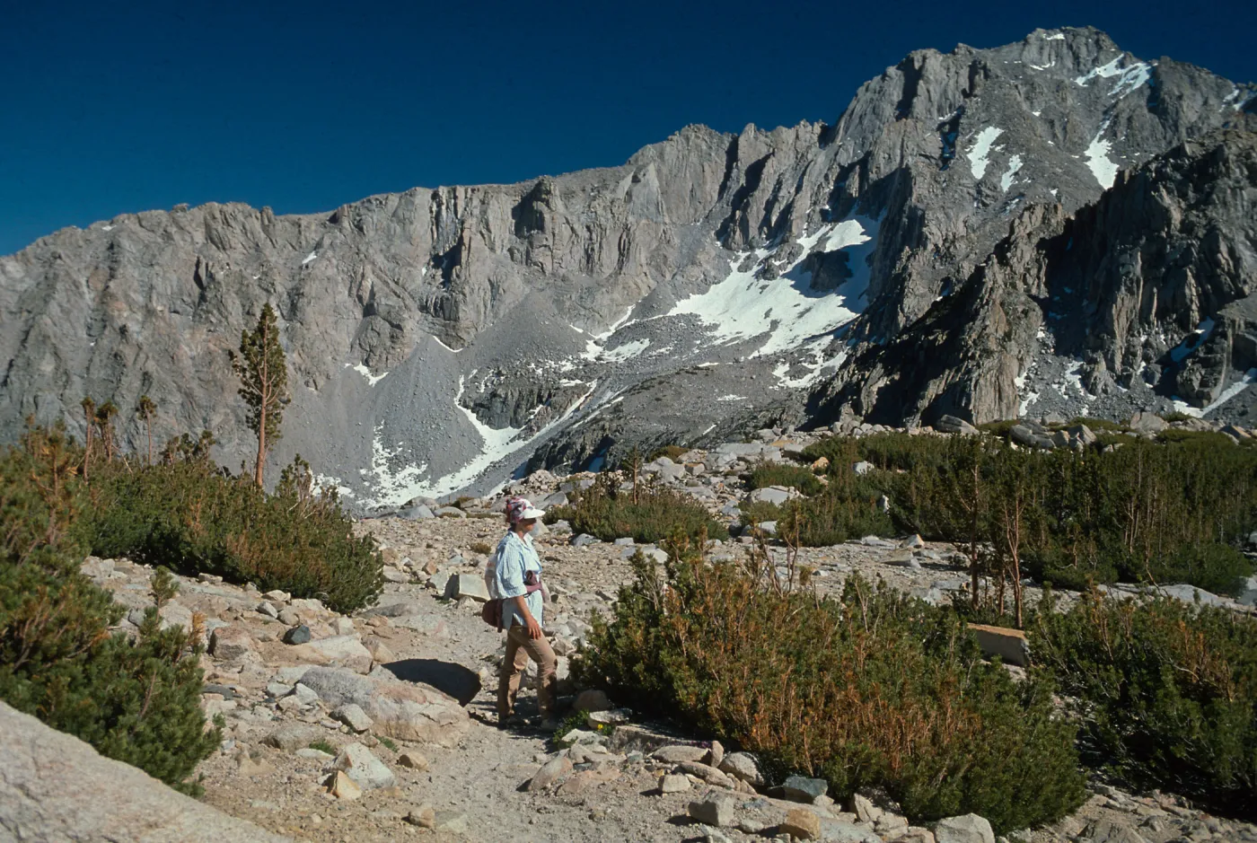 Pinus albicaulis forming Krummholz, E side Kearsarge Pass, Sierra Nevada, 11,000 ft.