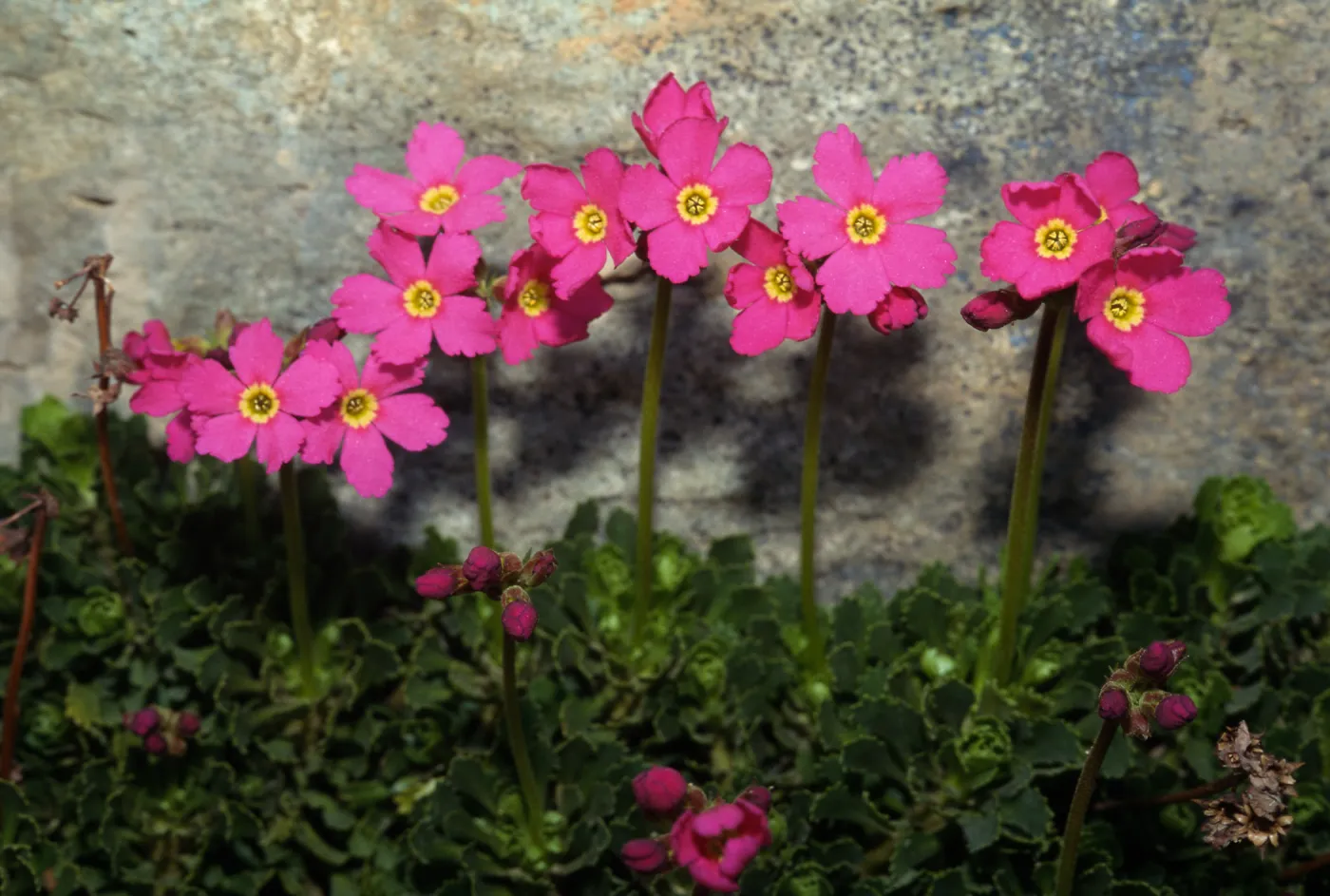 Primula suffrutescens