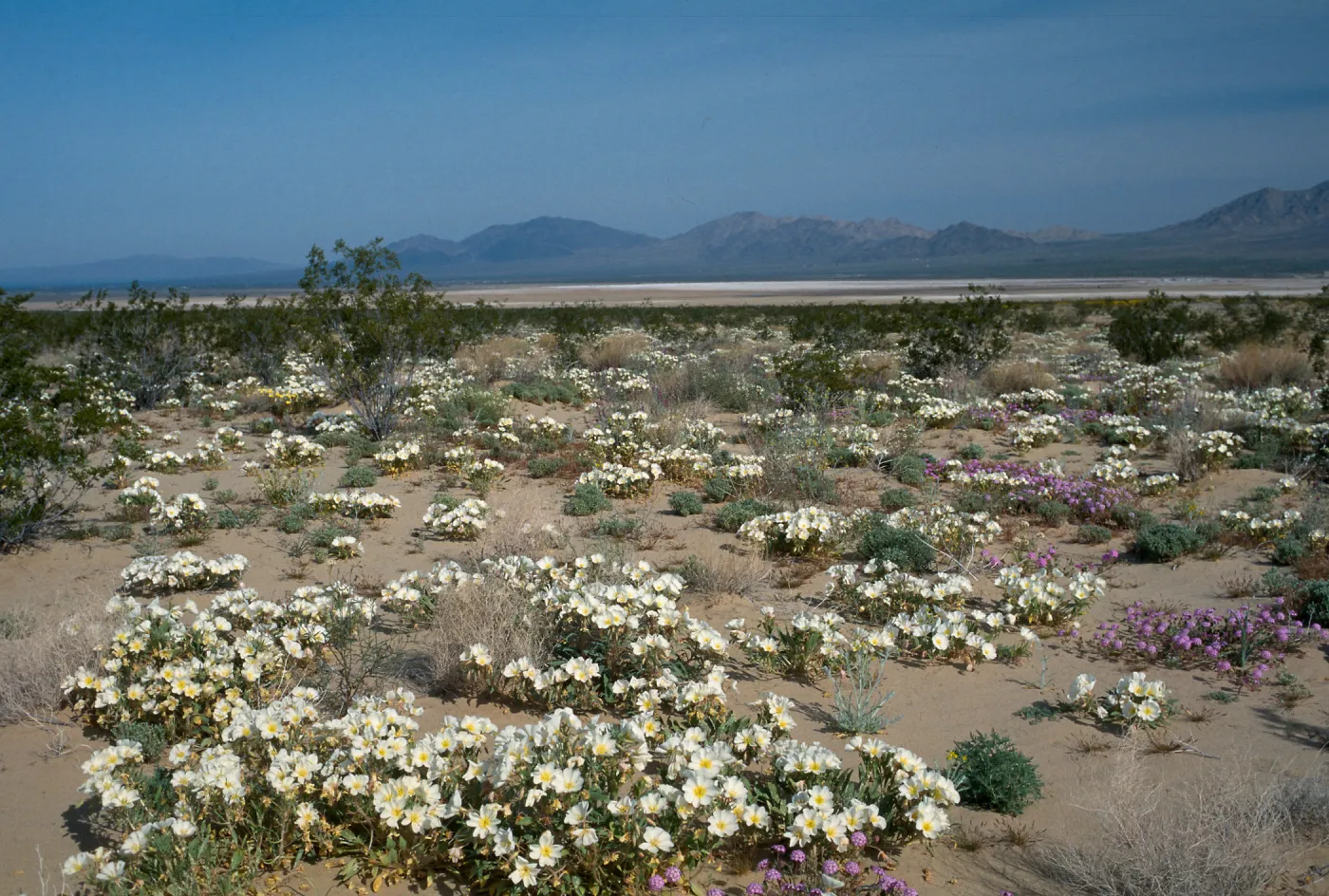 Oenothera deltoides, E of Twentynine Palms
