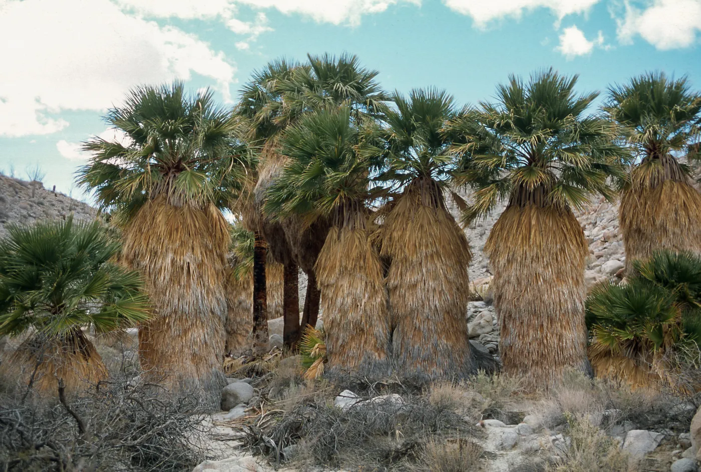 Mary's Grove, Mountain Palm Springs, Anza-Borrego Desert State Park