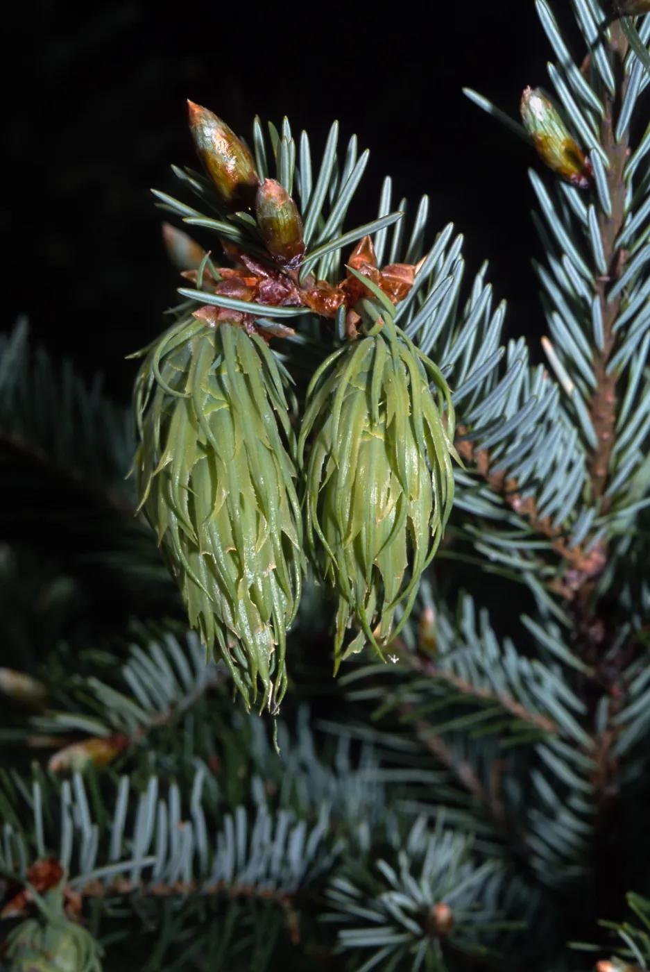 Pseudotsuga menziesii, Bonny Doon, Santa Cruz County