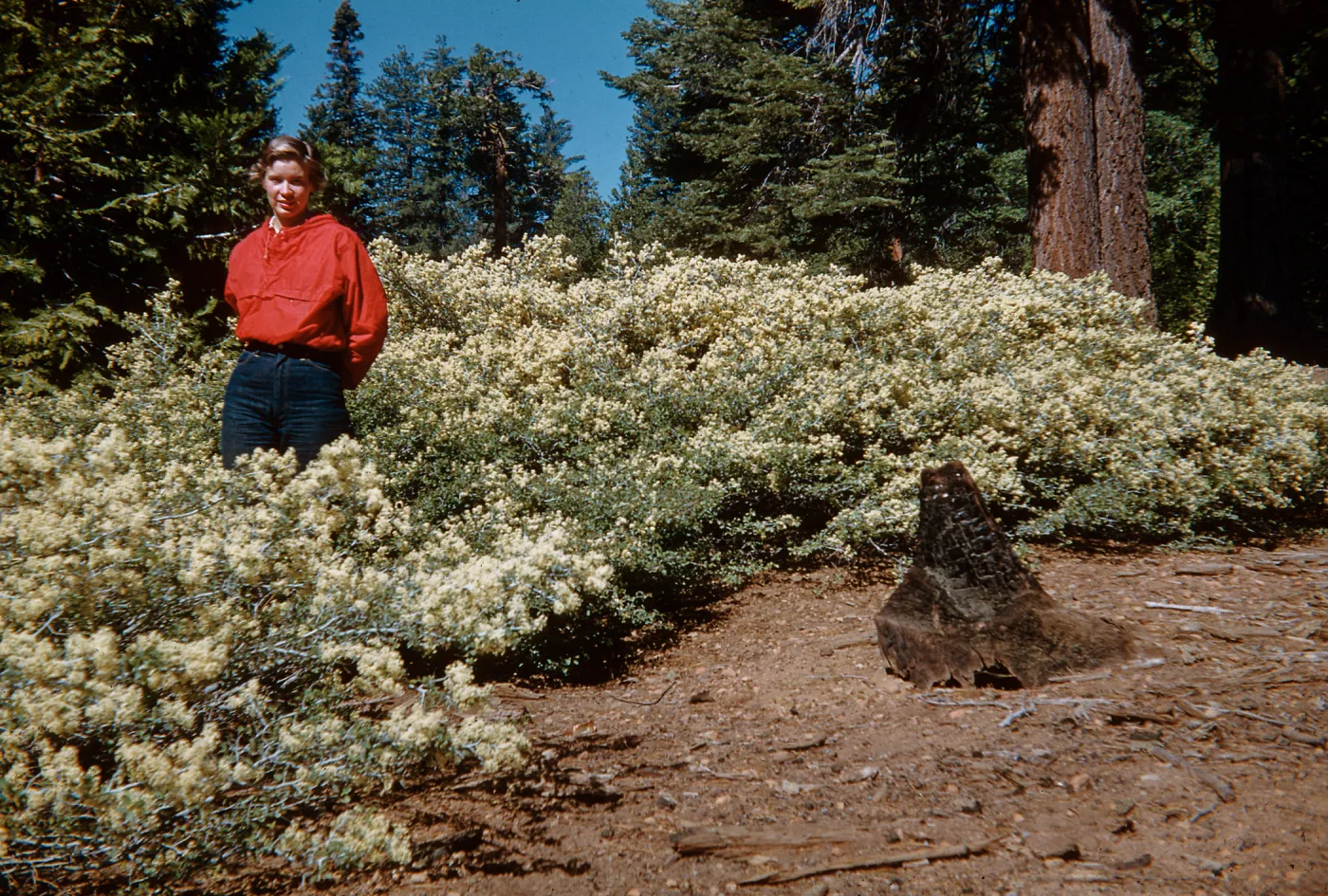 Near Cottage Springs, Ebbetts Pass Road, Sierra Nevada, Alpine County