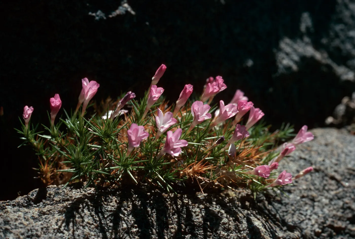 Leptodactylon pungens, West slopes, 10,800 ft.