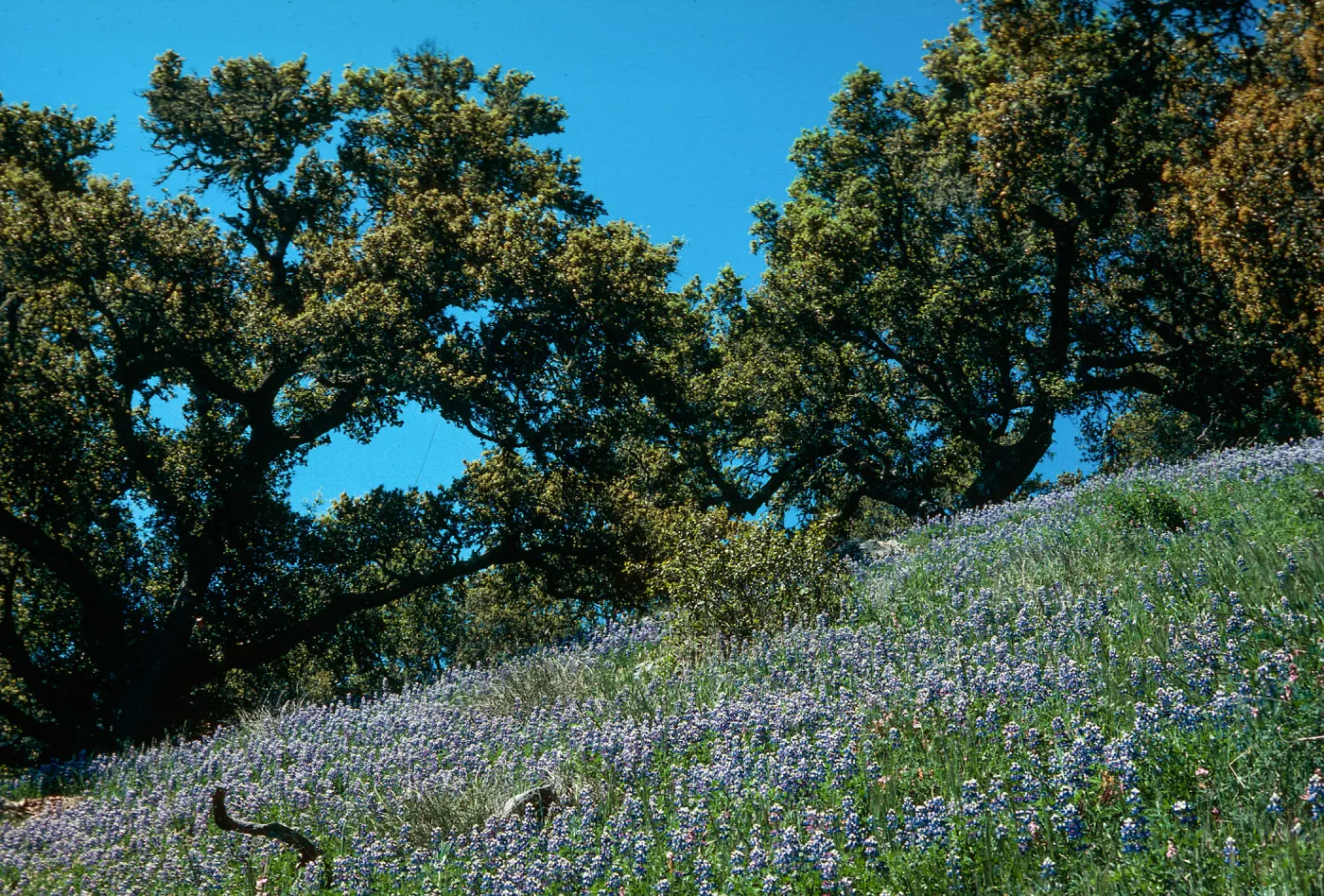 Quercus agrifolia (Coastal Live Oak) woodland, Prewitt Creek, coastal Monterey County