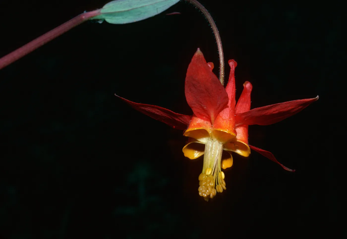 Aquilegia formosa, Plaskett Creek Camp, Monterey County