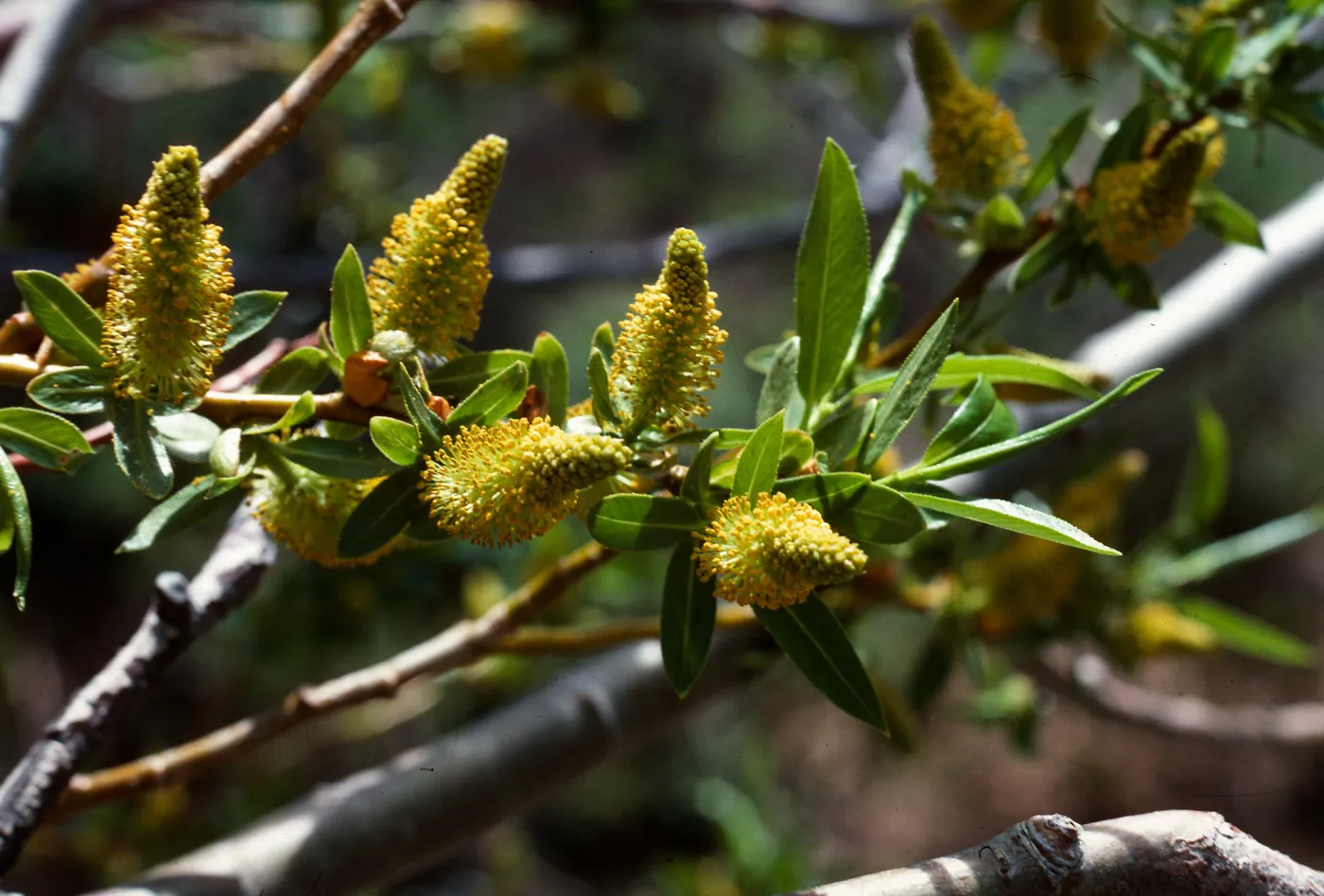 Salix (Willow), Rock Creek, Mono County