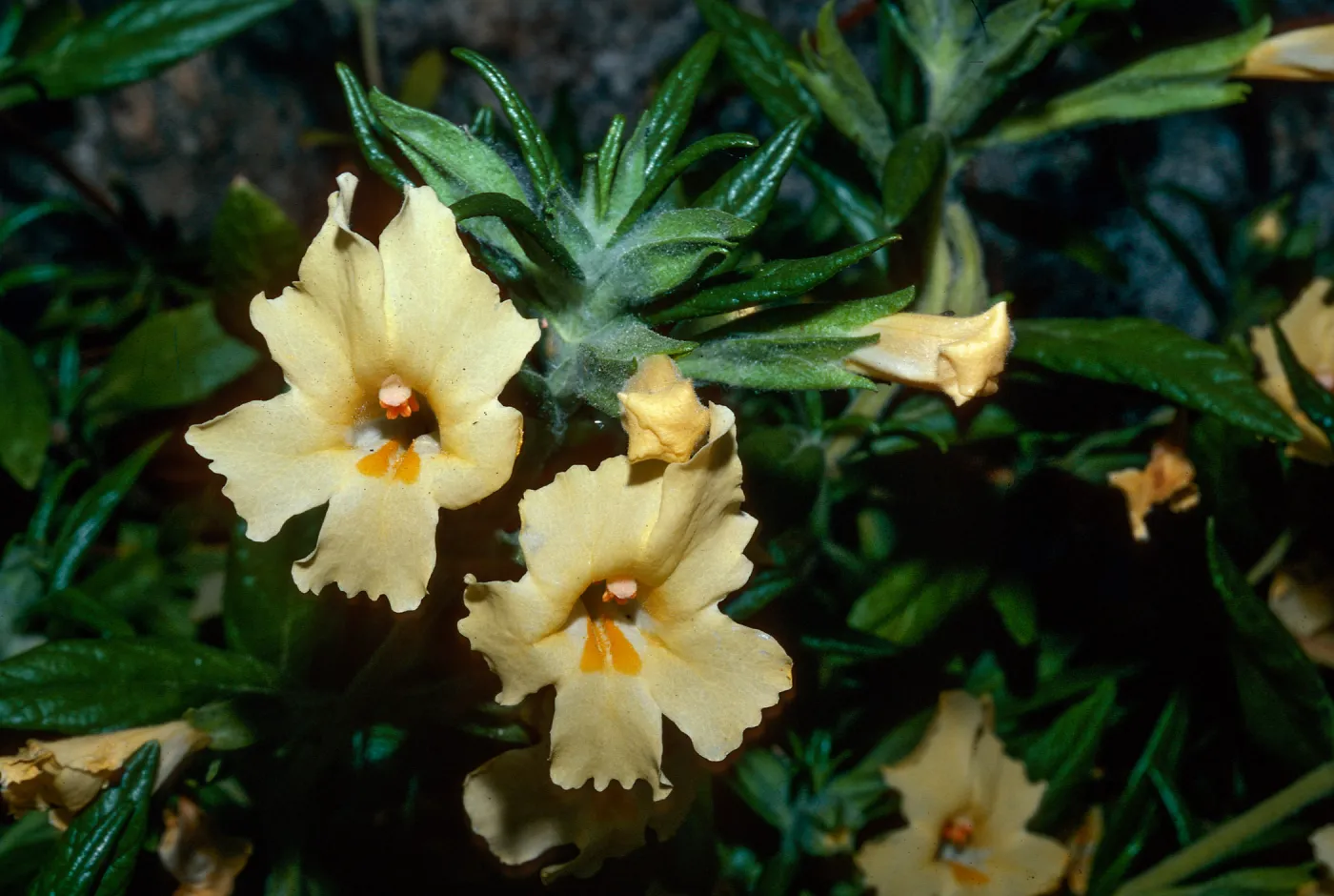 Mimulus longiflorus calycinus, (Diplacus aurantiacus), 4500 ft., Short Canyon, Kern County