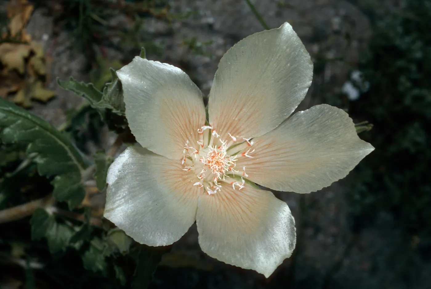 Mentzelia involucrata