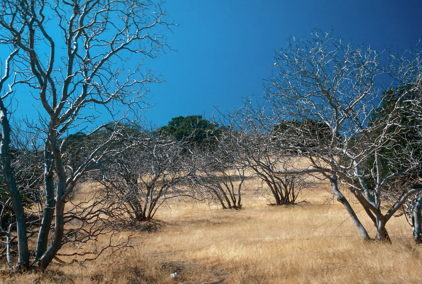 Aesculus, Contra Costa County