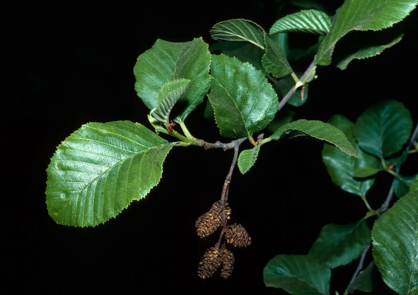 Alnus rhombifolia