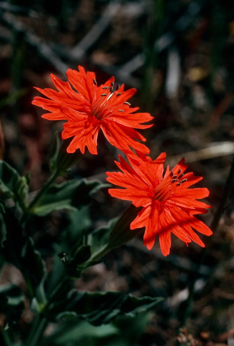 Silene californica, Piute Mountains, South of Bodfish, Kern County