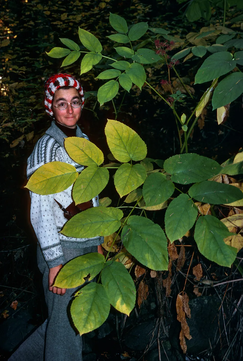 Aralia californica, Napa State Park, Napa County, Nancy Vivrette