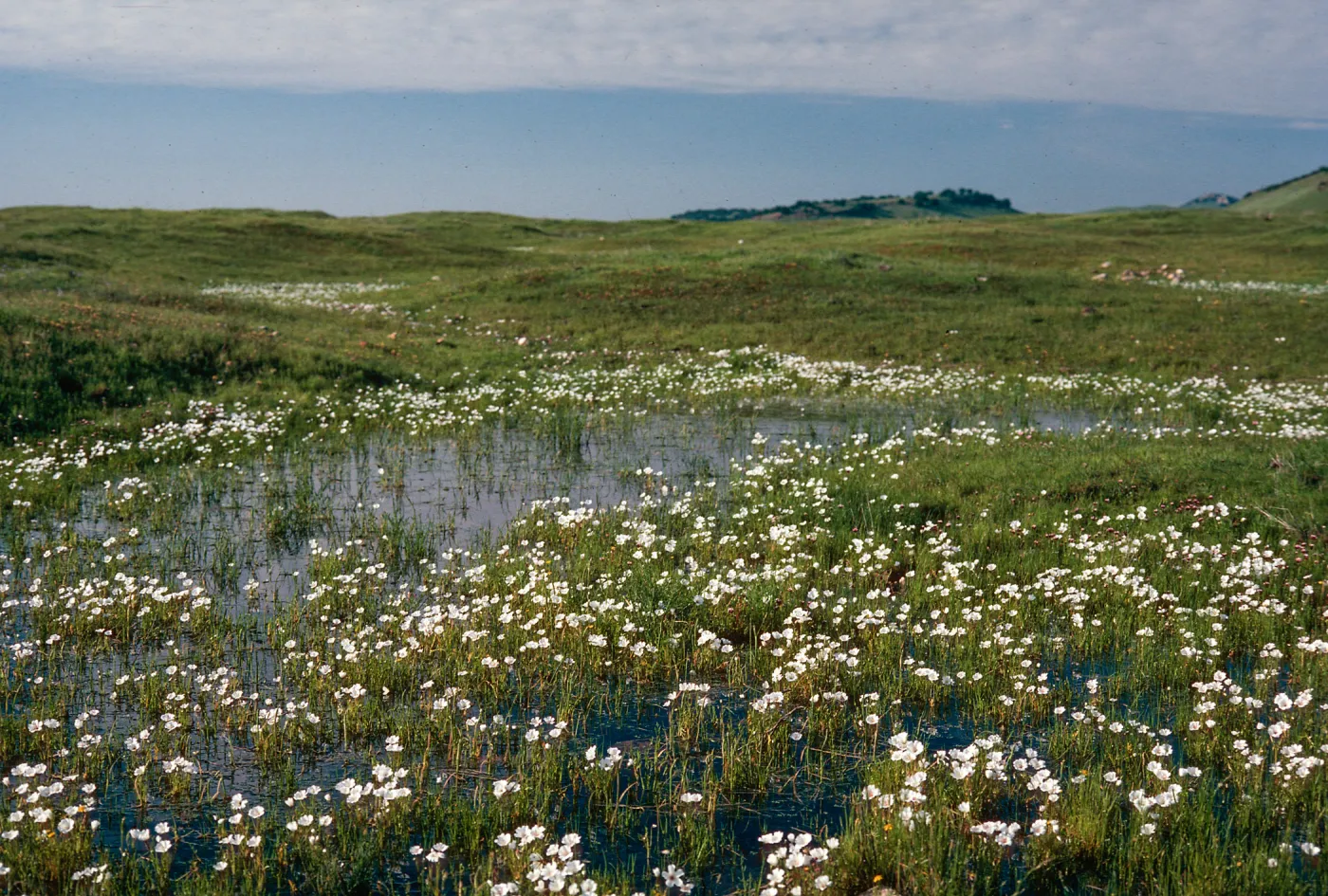 Limnanthes, vernal pool, Northeast of Planada, Merced County