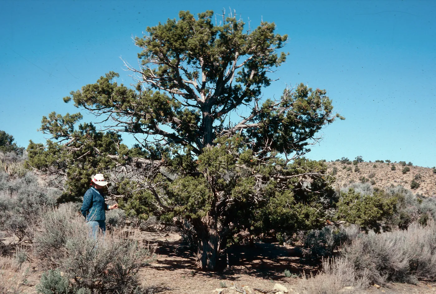 Juniperus osteosperma, Mid Hills, E. Mojave, 5100 ft., San Bernardino County