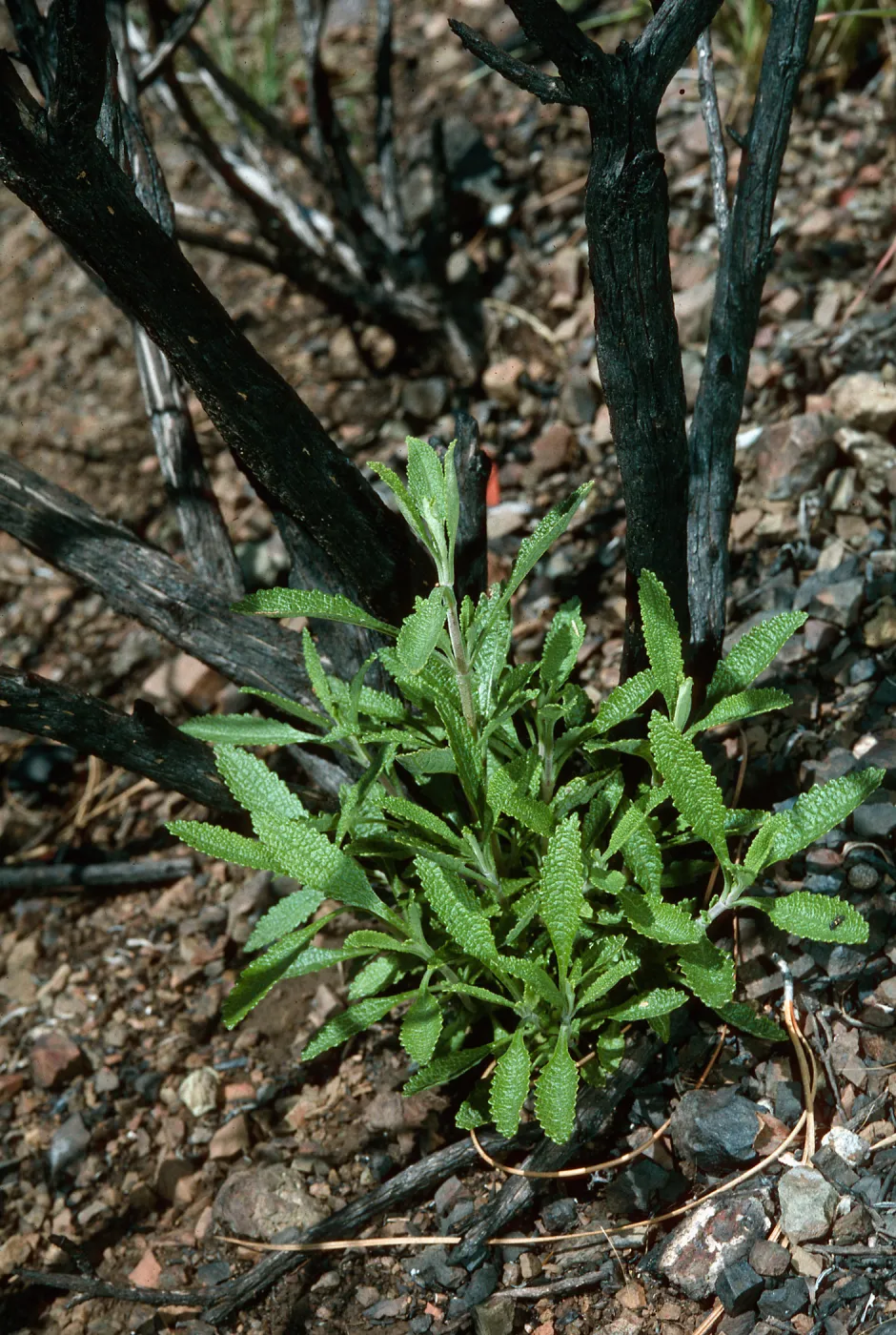 sprouting Salvia mellifera (Black Sage), first year post-burn, Birabent Canyon, Figueroa Mountain, Santa Barbara County