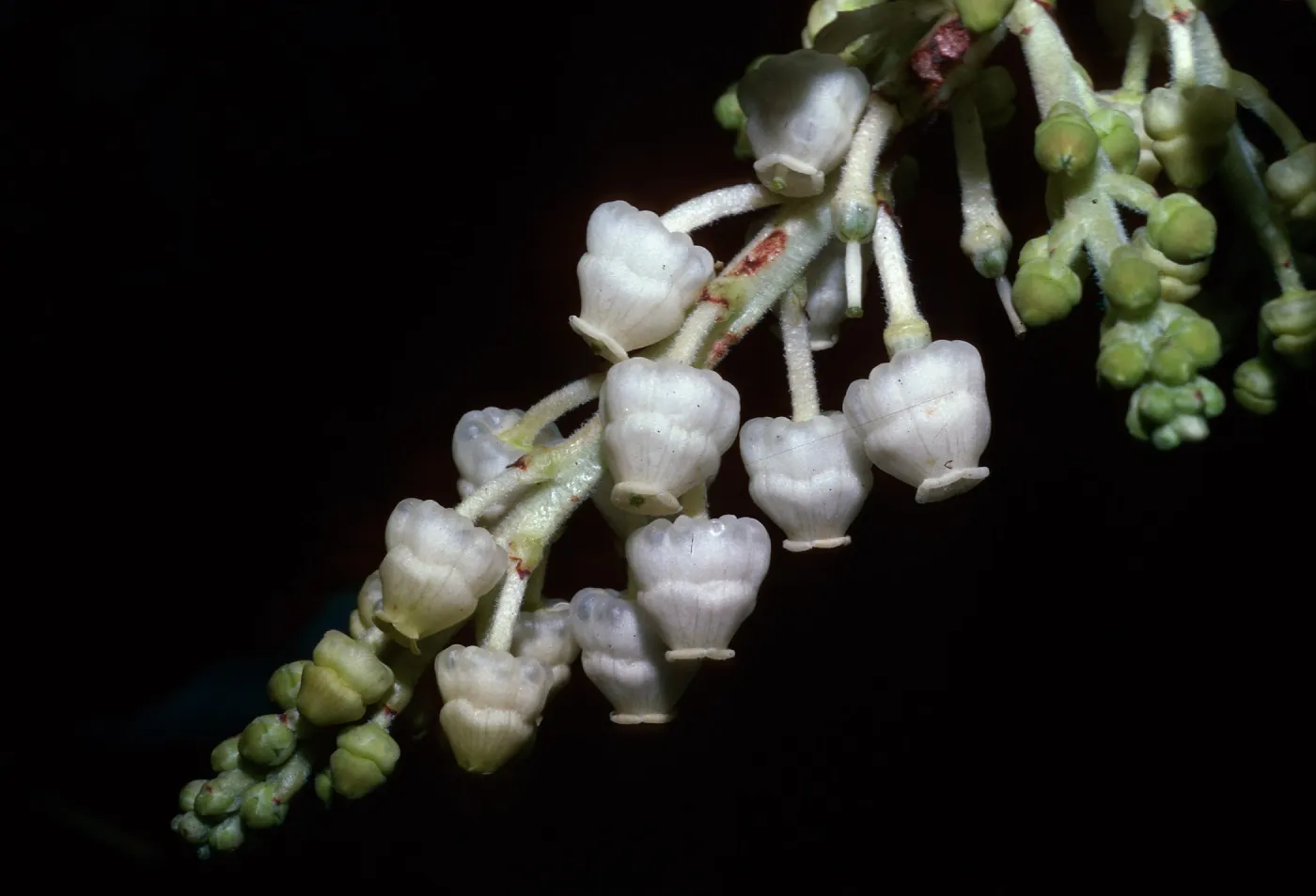 Arbutus menziesii, Nacimiento Summit, Nacimiento, Monterey County