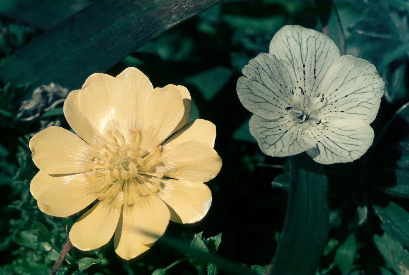 Ranunculus californicus, Nemophila menziesii var. atomaria, Bodega Highlands, Sonoma County