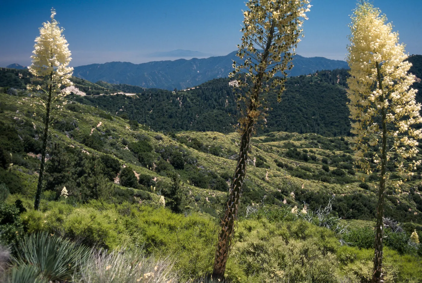 Angeles Crest Highway, San Gabriel Mountains