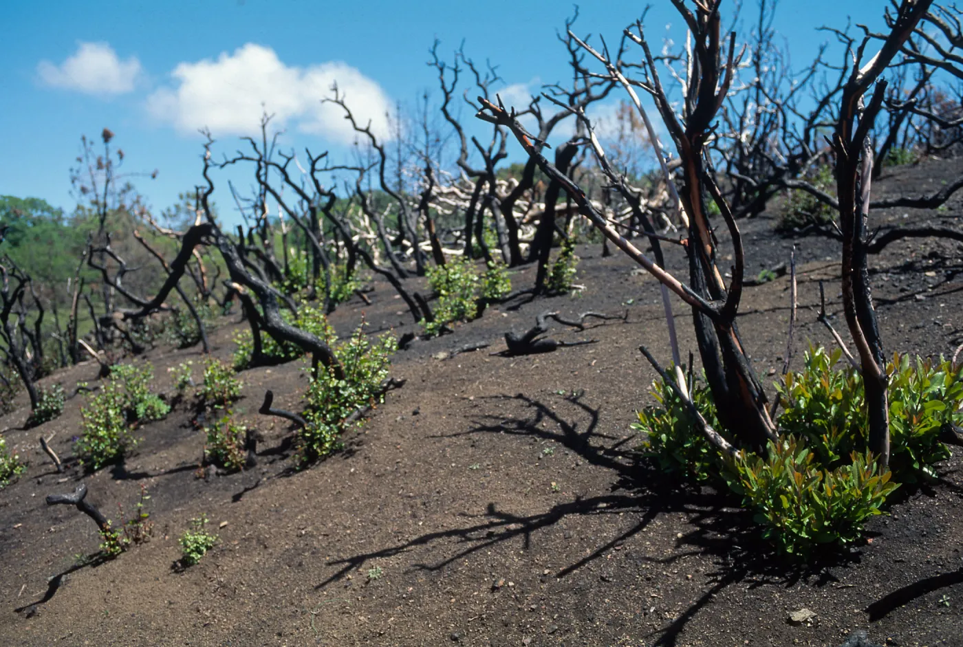 Heteromeles, Quercus berberidifolia, Marre Burn, Figueroa Mountain, Santa Barbara County