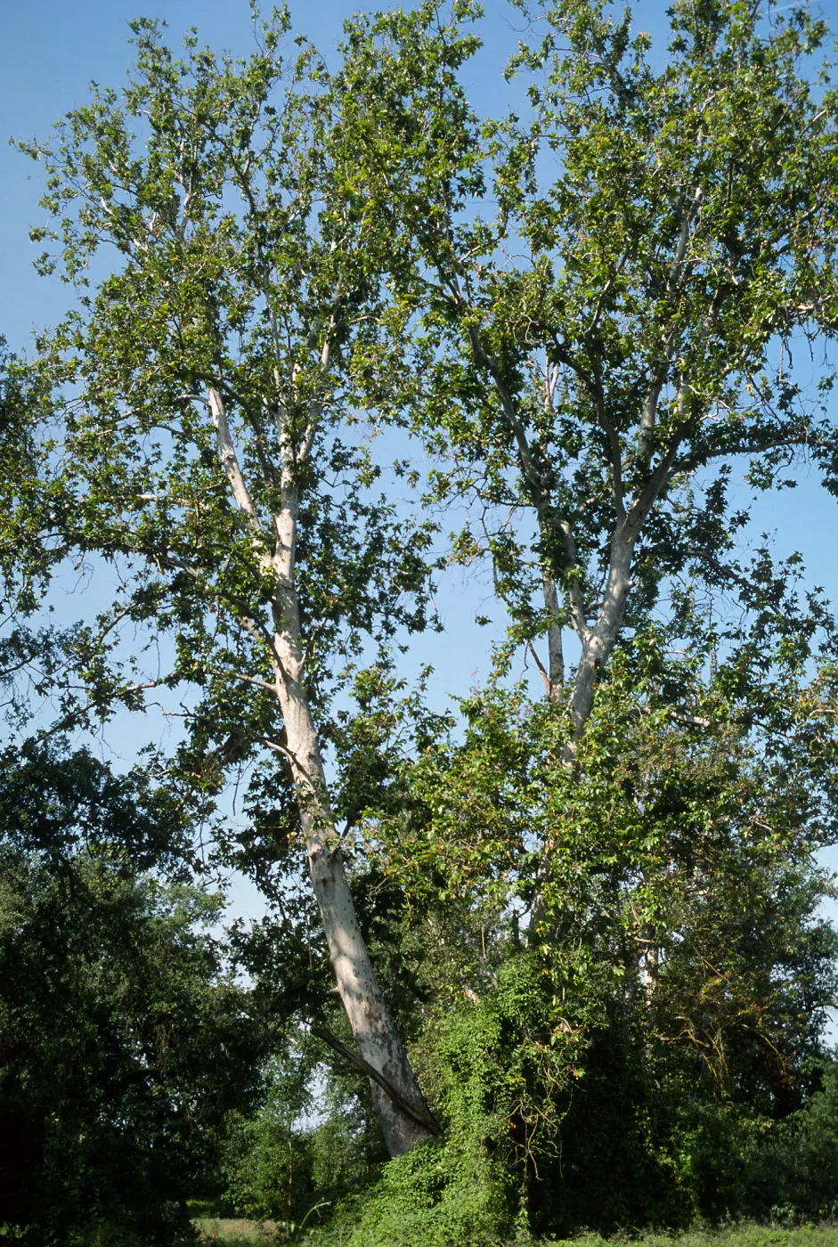 Platanus, Vitis, riparian woodland, Kaweah River floodplain, Kaweah Oaks Preserve, Tulare County