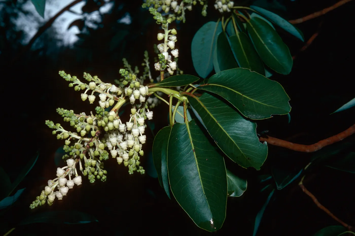 Arbutus menziesii, Nacimiento Summit, Monterey County