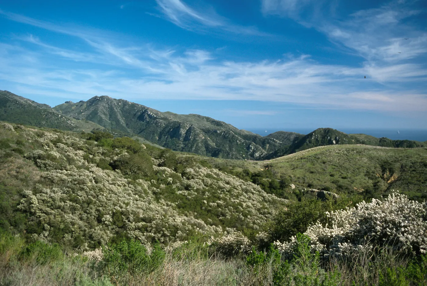 Ceanothus megacarpus, Gaviota State Park