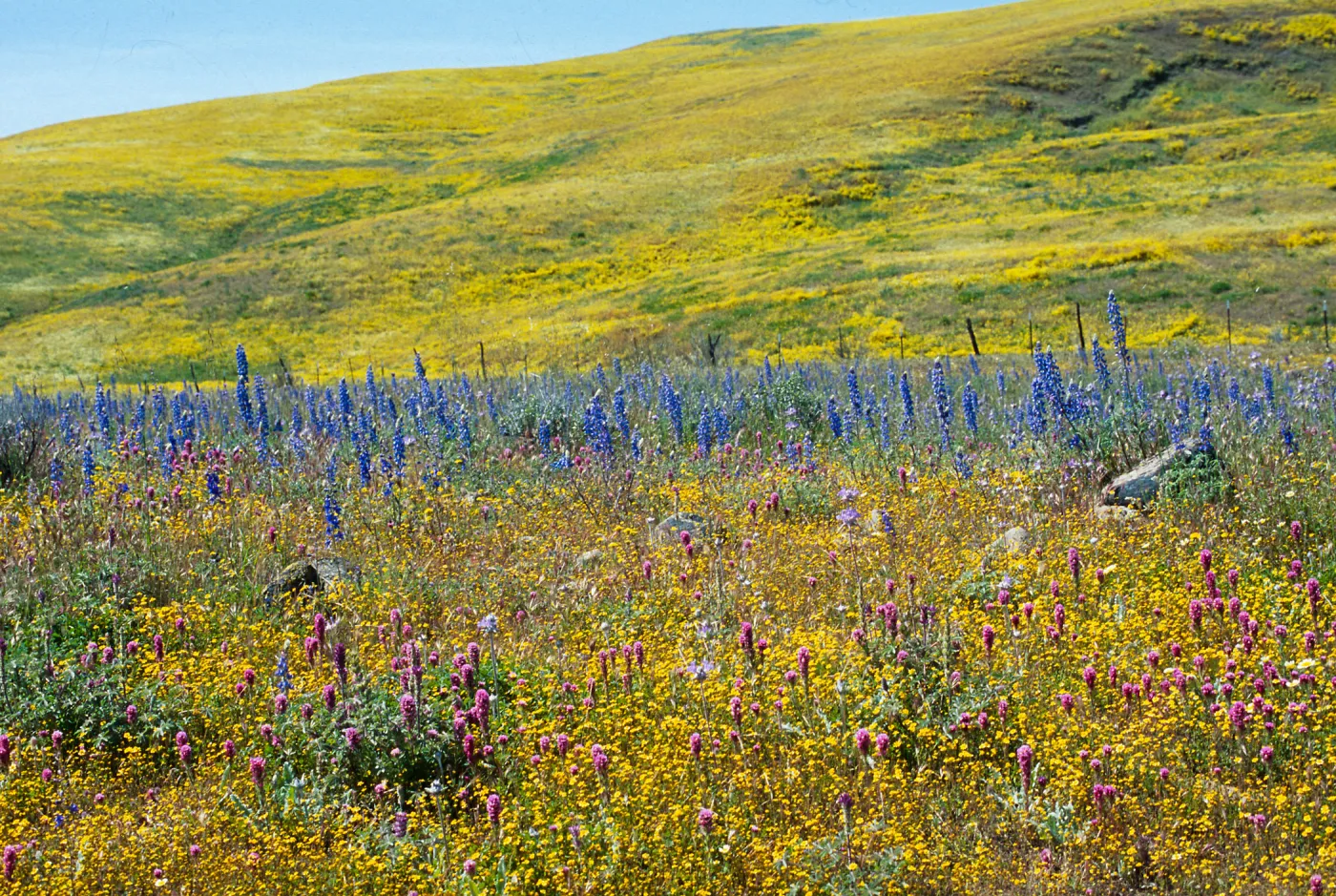 Cottonwood Canyon, Cuyama