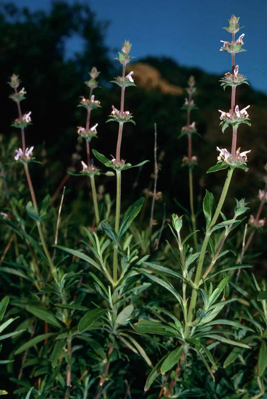 Salvia mellifera (Black Sage), Santa Ynez Mountains