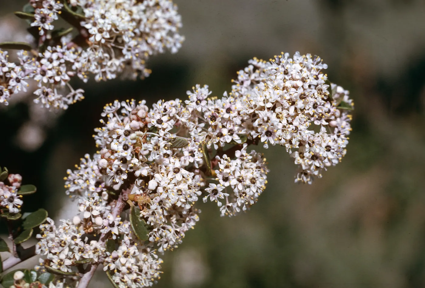Ceanothus megacarpus, Refugio Pass, summit, Elev. 2000 ft., Santa Barbara County