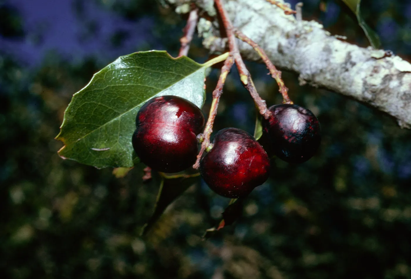 Prunus ilicifolia