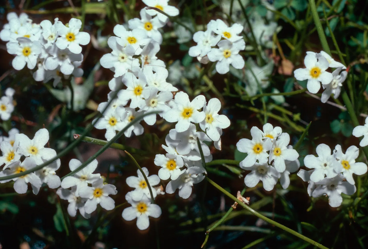 Plagiobothrys, vernal pool, volcanic plateau, Mead Ranch, Atlas Peak Rd.