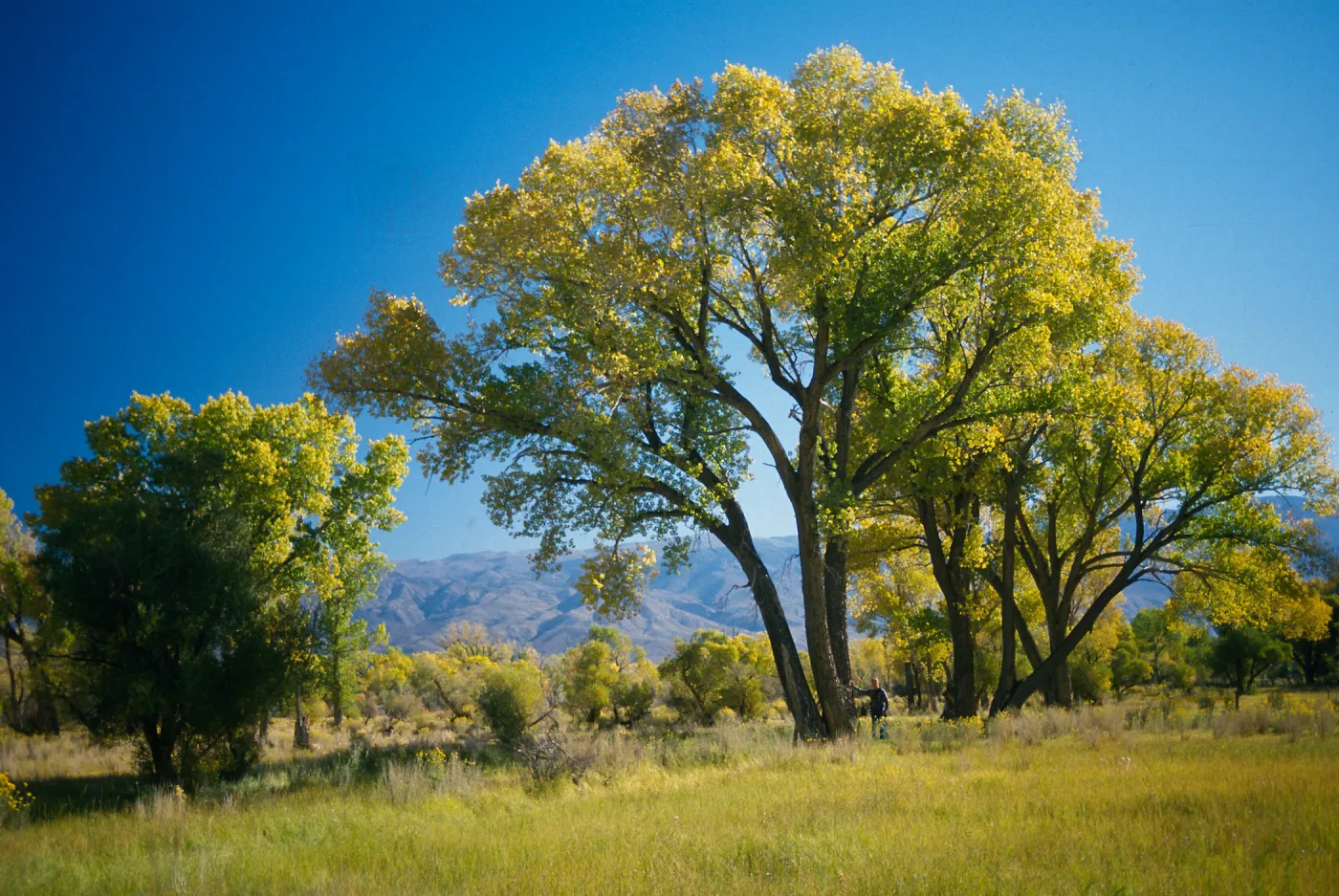 Populus fremontii, Bob Haller at tree, near Bishop, Inyo County