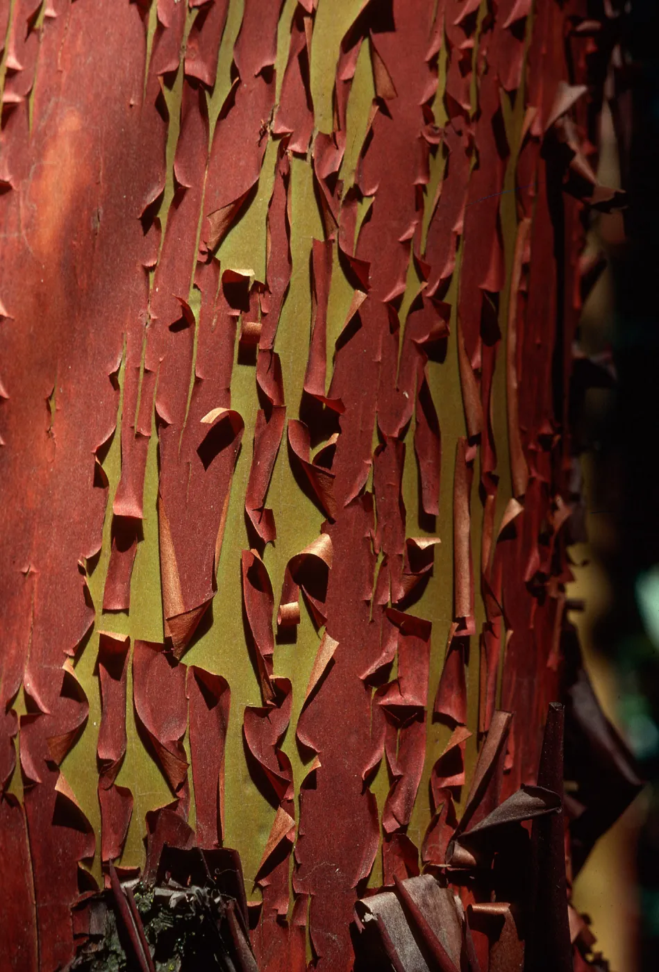 Madron, exfoliating bark 