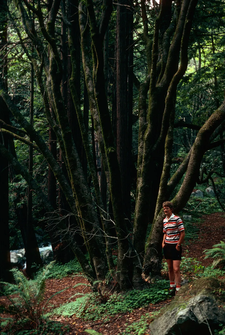 Umbellularia californica, multiple trunks
