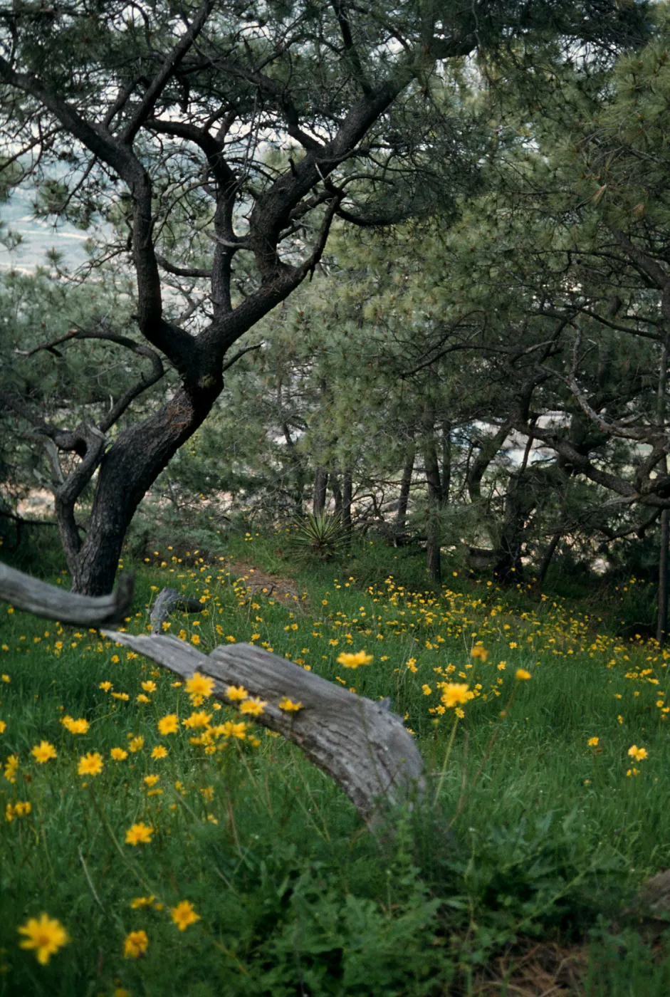 Torrey Pines & Coreopsis scenic, Torrey Pines State Reserve, San Diego County