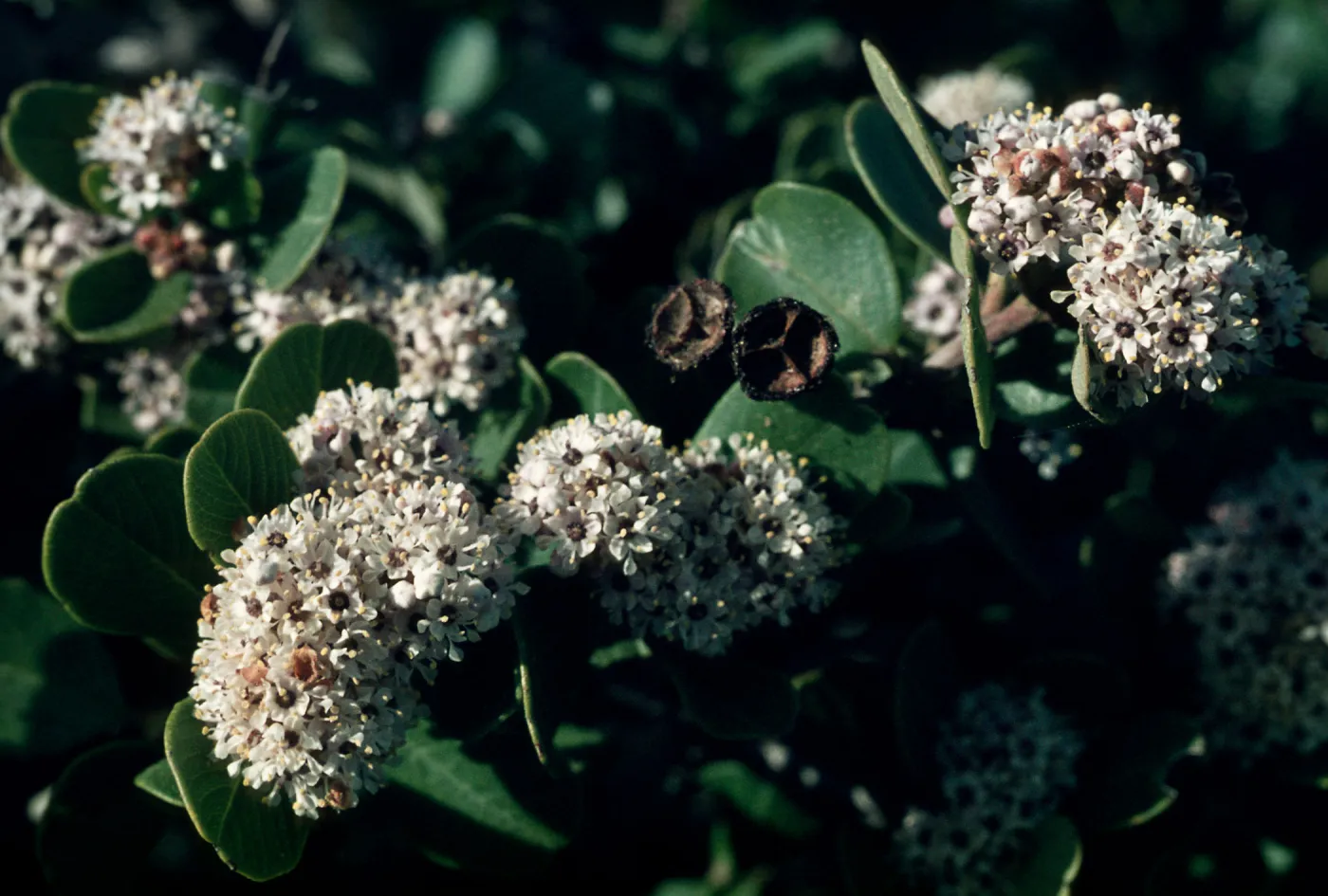 Ceanothus insularis, Santa Cruz Island