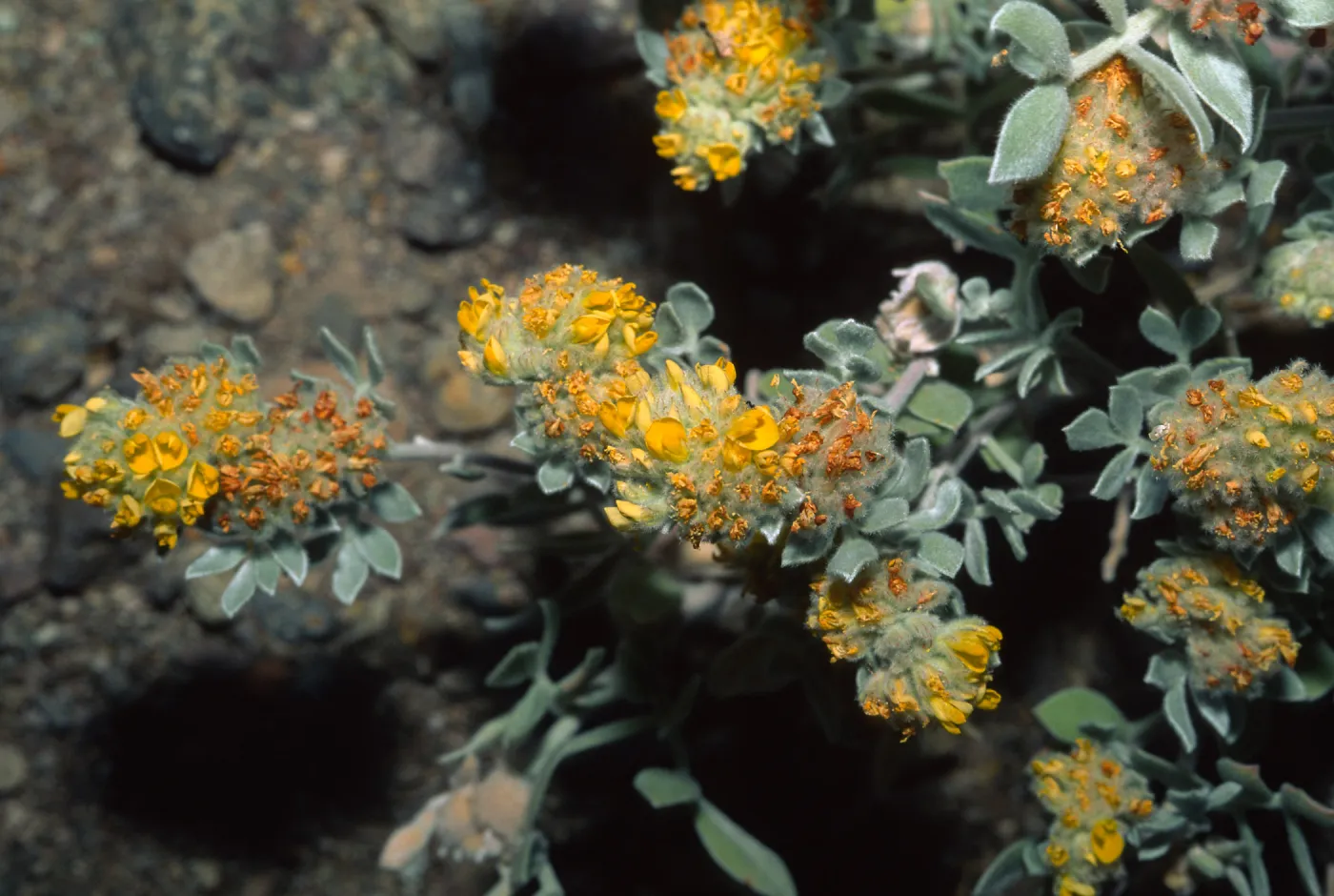 Lotus argophyllus var. niveus