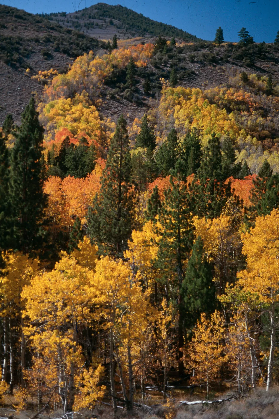 Lundy Canyon, Eastern Sierra Nevada, Mono County