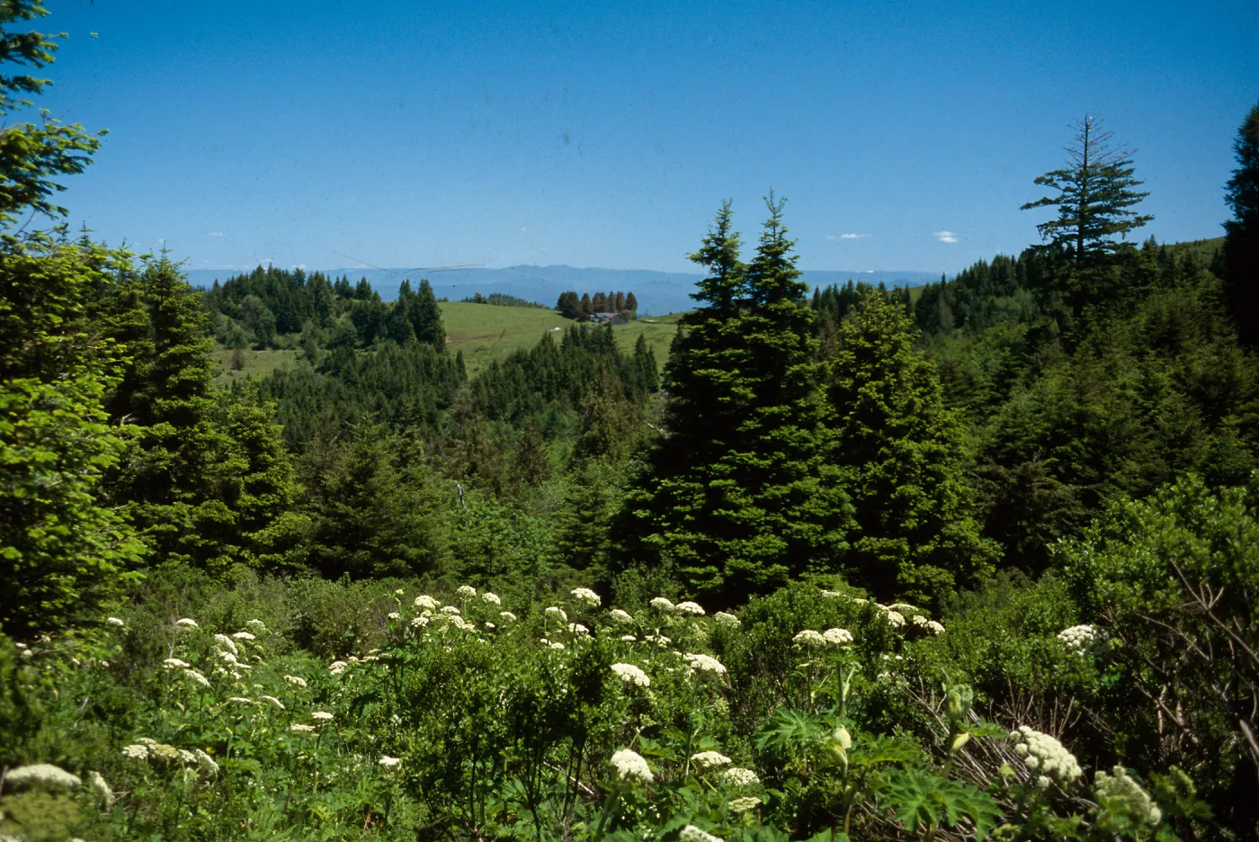 Abies grandis, Pseudotsuga, south of Ferndale, road to Petrolia, Humboldt Del-Norte