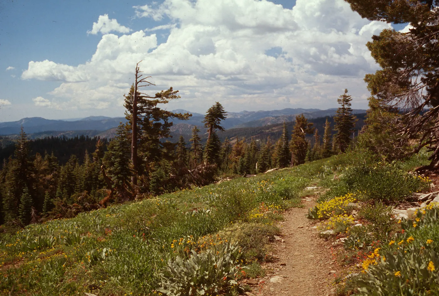 Red Fir Forest, Balsamorhiza (Wooly Balsamroot), Eriogonum (wild buckwheat), Lakes Basin, N. Sierra Nevada, Plumas County