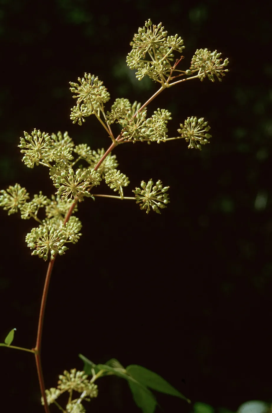 Aralia californica