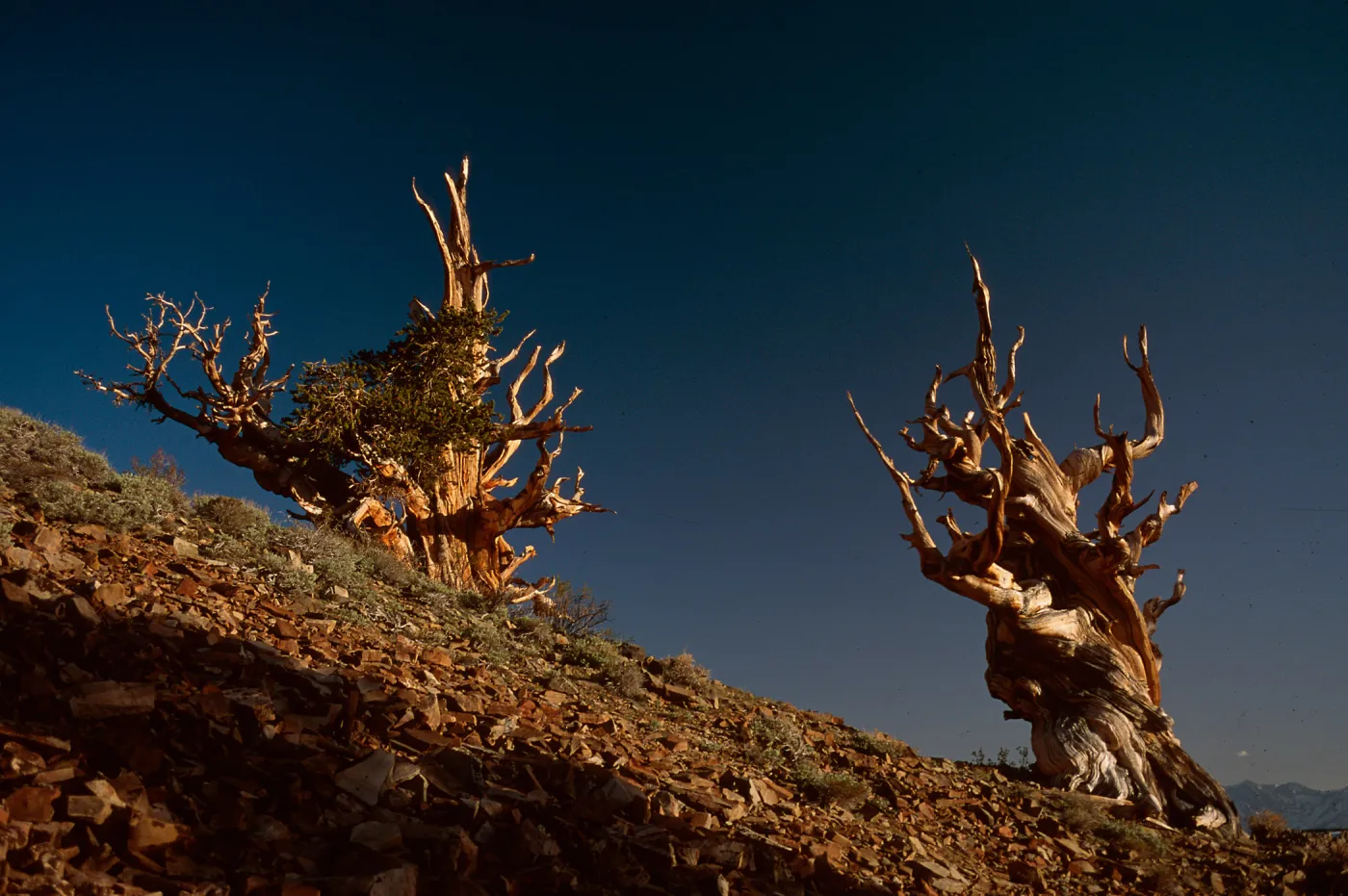 Schulman Grove, White Mountains, Inyo National Forest, Inyo County