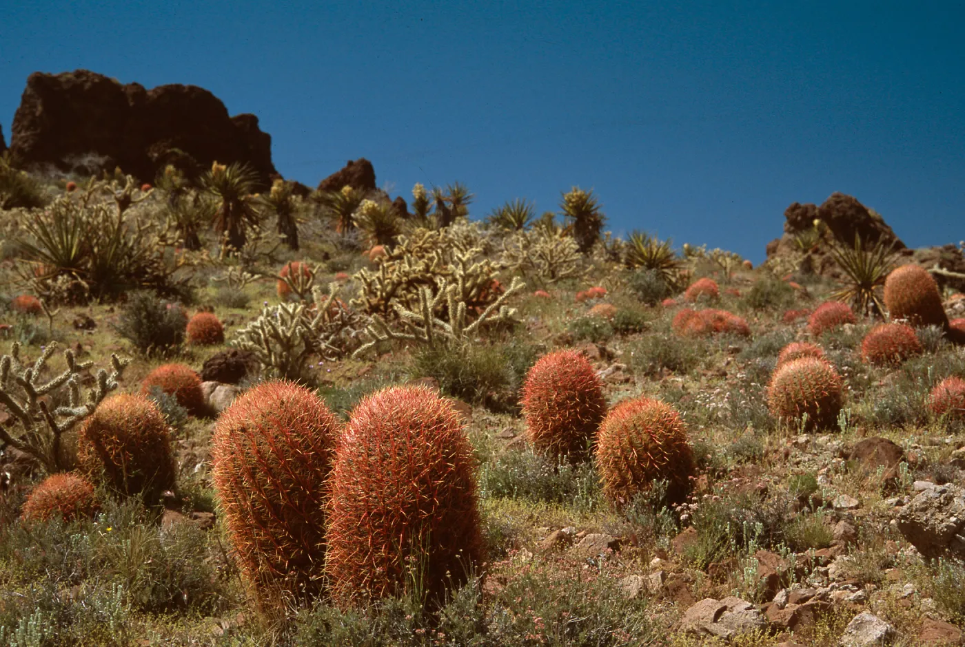 East Mojave Preserve, Mojave Desert, San Bernardino County