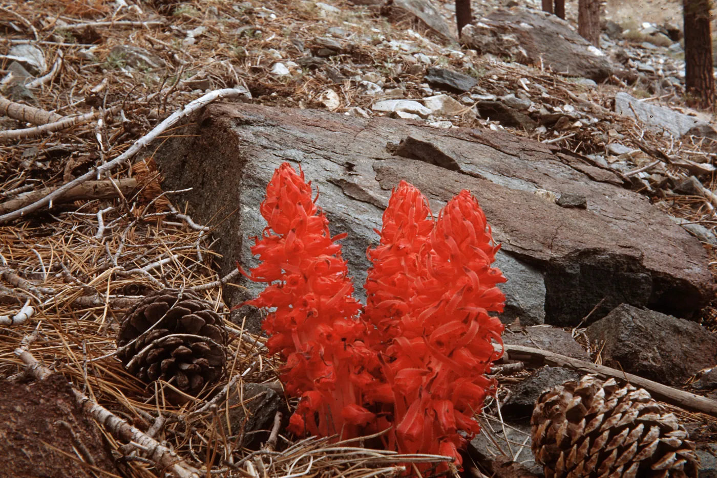 Sarcodes sanguinea, Mt. San Antonio, San Gabriel Mountains, Los Angeles County, July, 1957