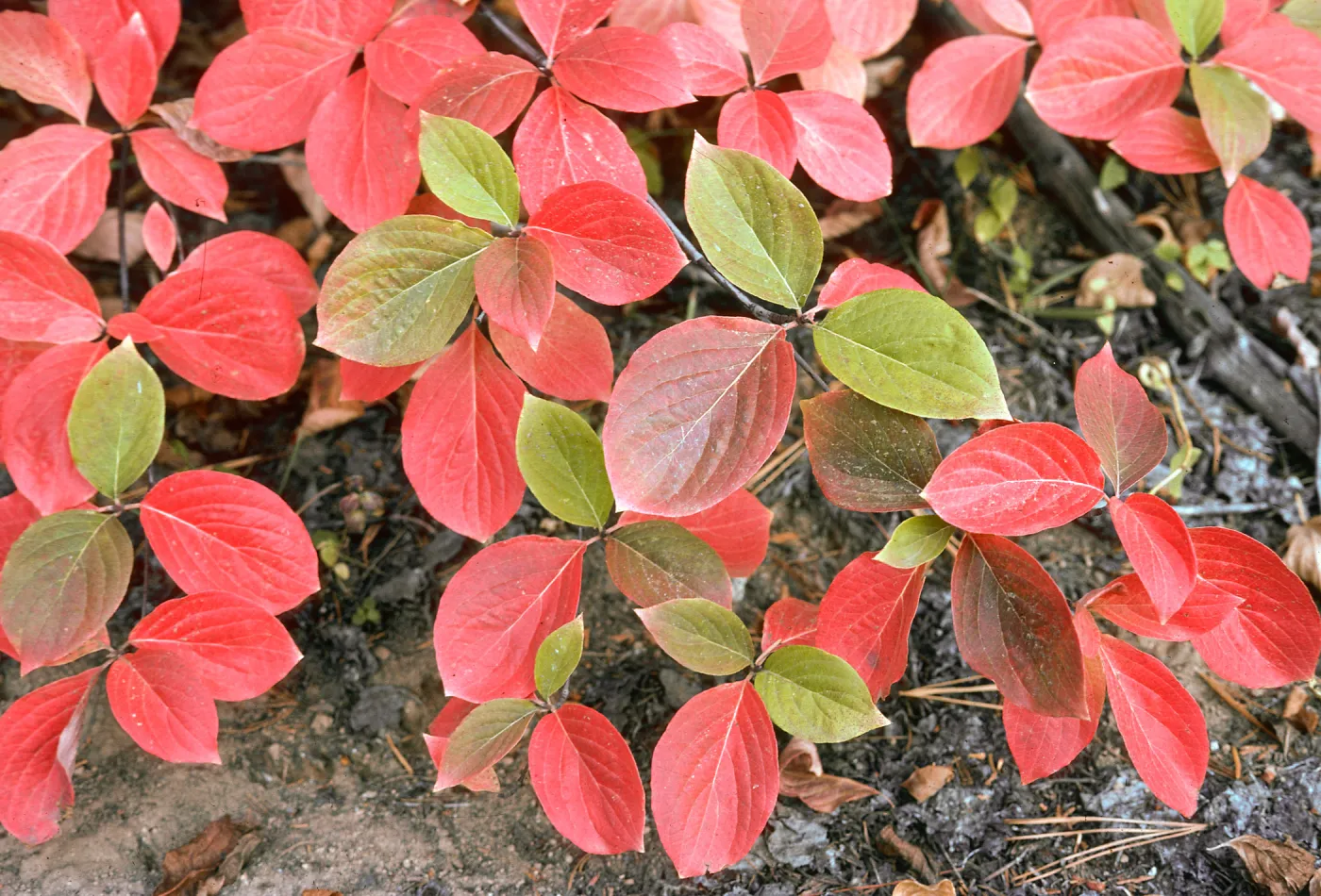 Cornus nuttallii, Yosemite Valley, Mariposa County